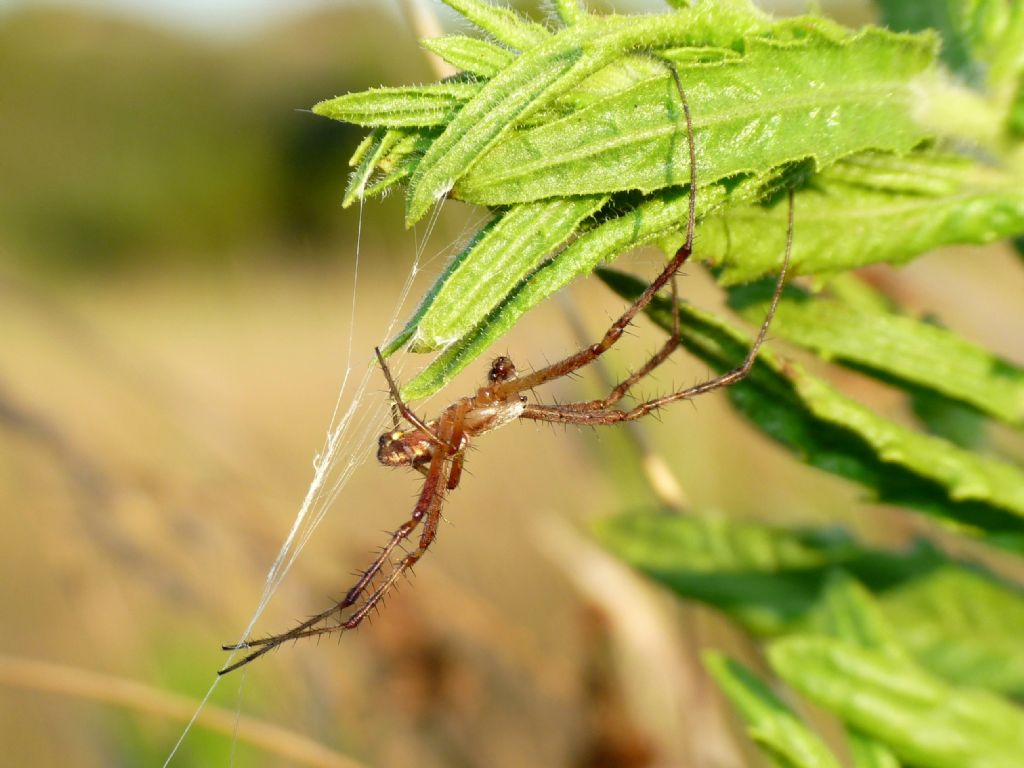 Maschio di Argiope ?  S, Argiope bruennichi - prov. GR